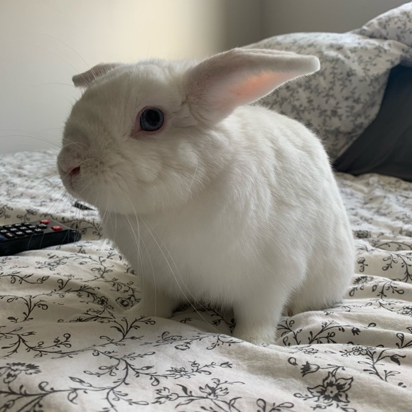 Meet your Posher, Julia - Picture 1 of 1